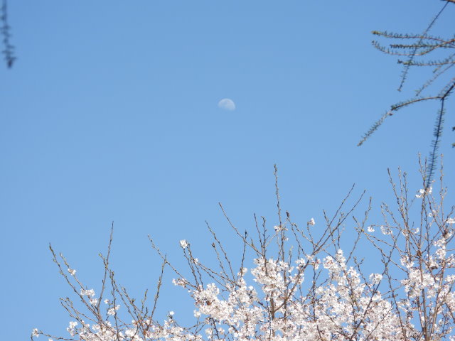 230331桜に十日夜の月 (1).JPG