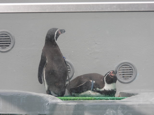 フンボルトペンギン (1).JPG