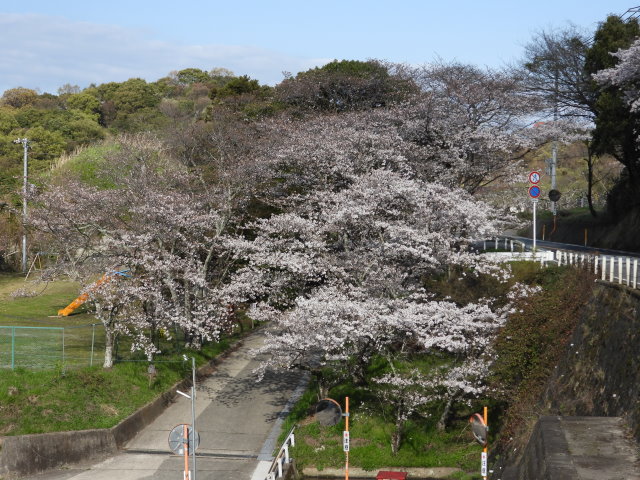桜 (4).JPG