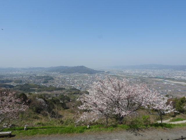 桜 (6).JPG