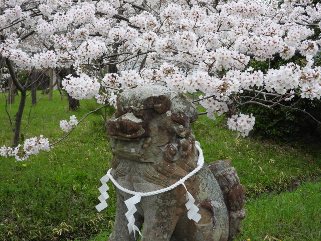 桜② (2).JPG