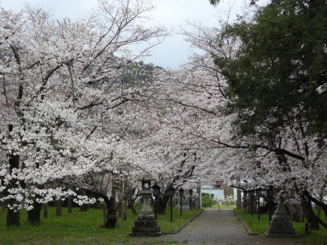 桜② (4).JPG