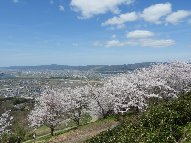 桜の在る風景 (2).JPG