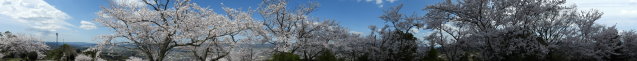 桜の在る風景 (3).JPG