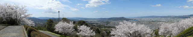 桜の在る風景 (4).JPG