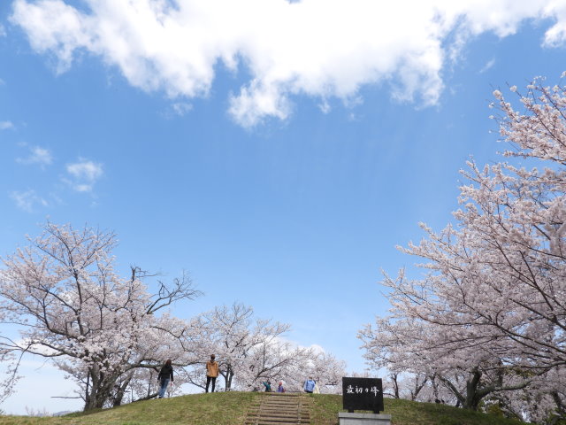 桜の在る風景 (5).JPG